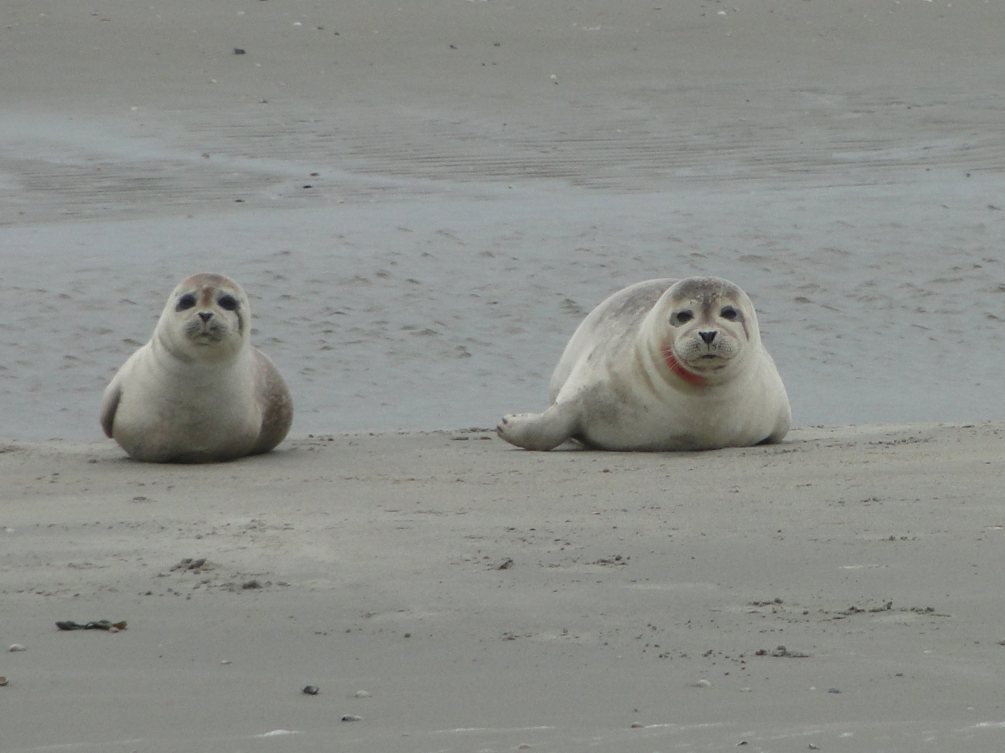 HWK Texel 224.jpg